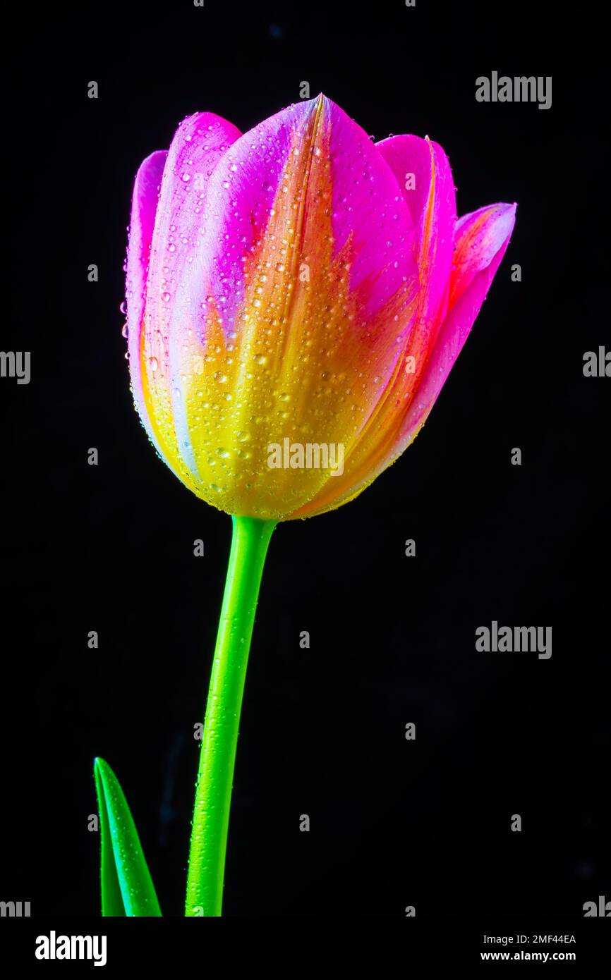 Dewy Pink Yellow Tulip Stock Photo