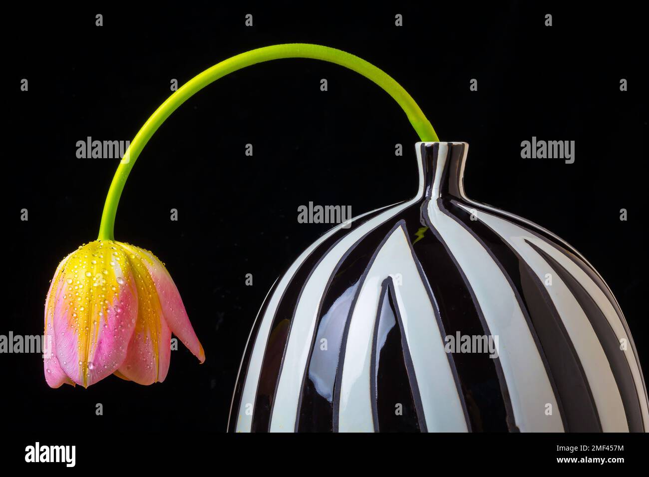 Bent Tulip Stock Photo