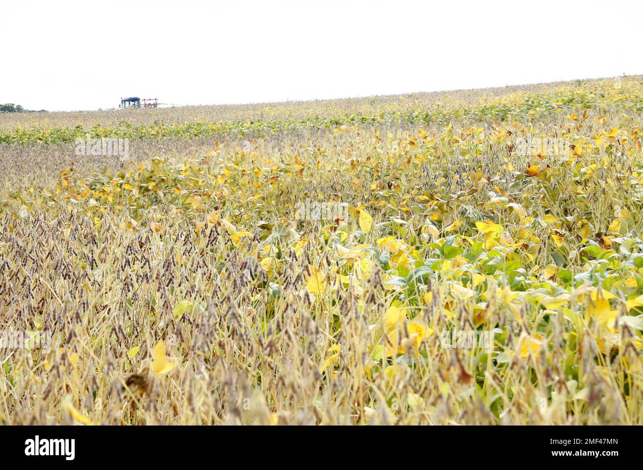 Soybean crop and soybean plants growing in rows ready for harvest Stock