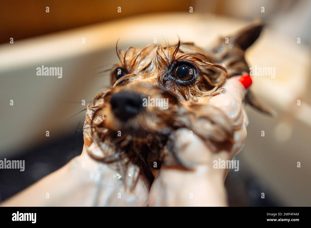 Animal care. The dog takes a bath. Wet dog's head Stock Photo Alamy