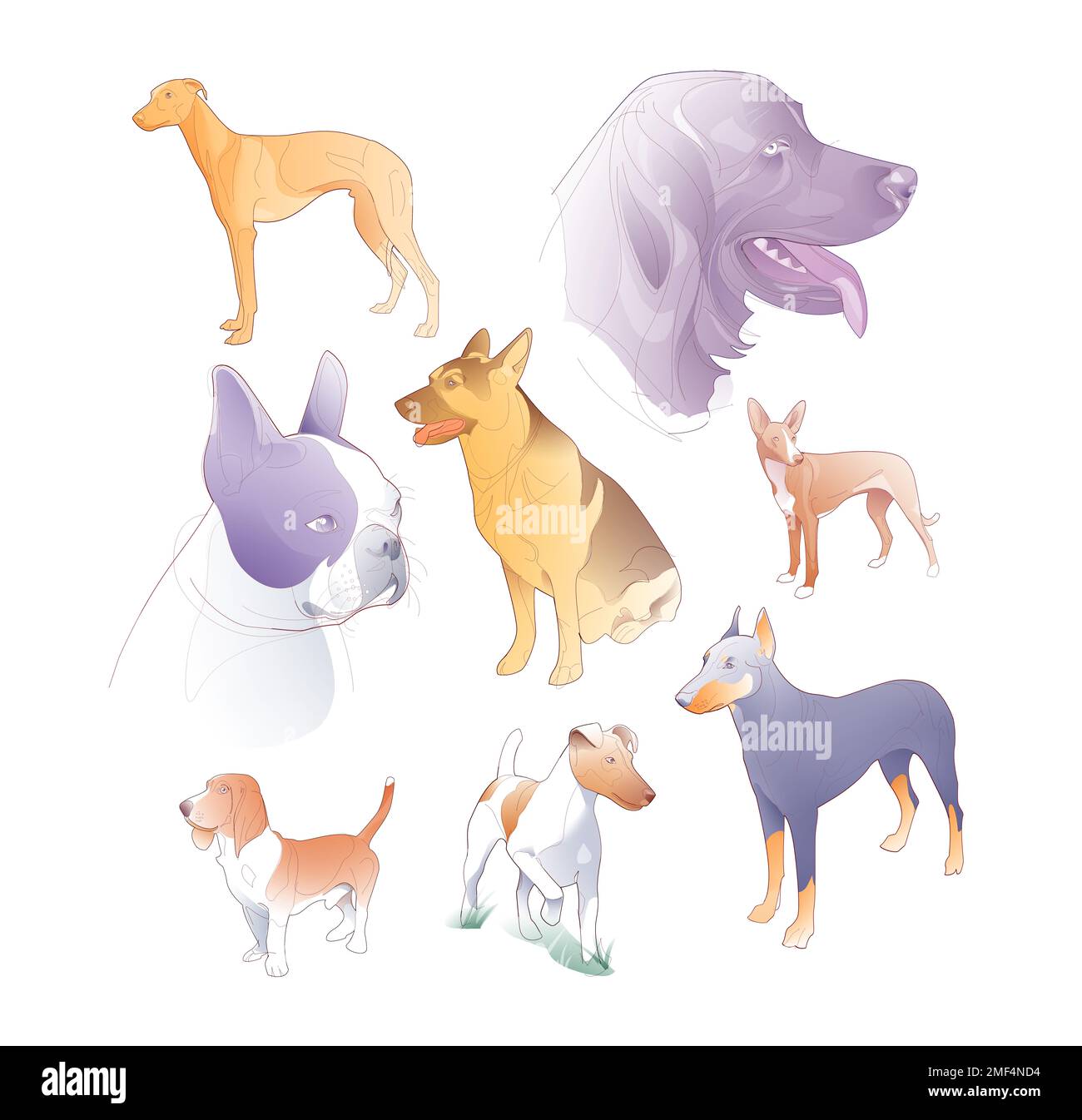 Digital illustration of domestic dogs. Various races located as a poster. Shepherds, guardians, hunting and company. Stock Photo