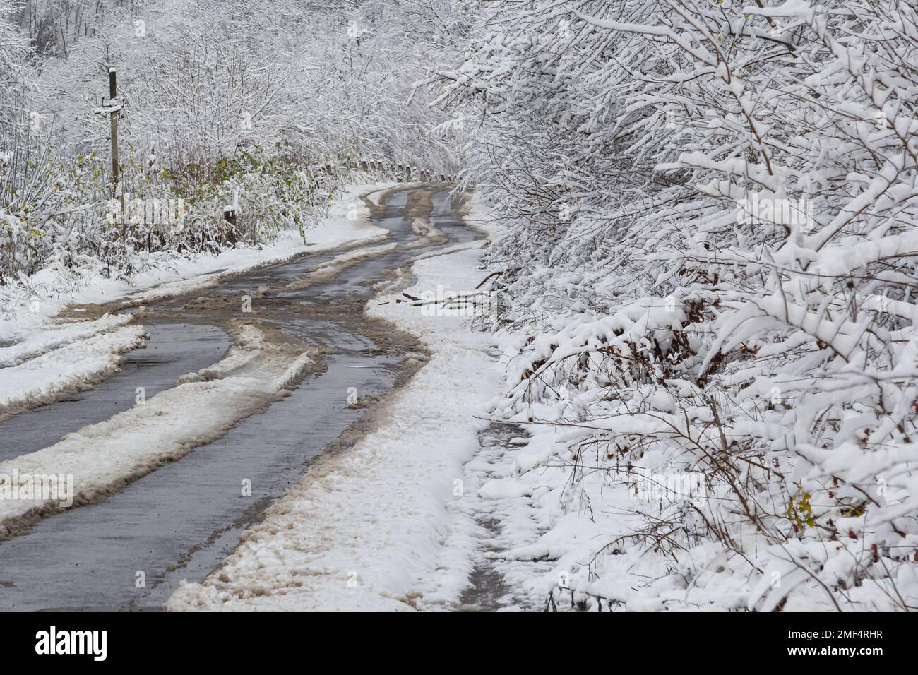 A country road through the forest, a wet road with snow falling from the trees. Stock Photo