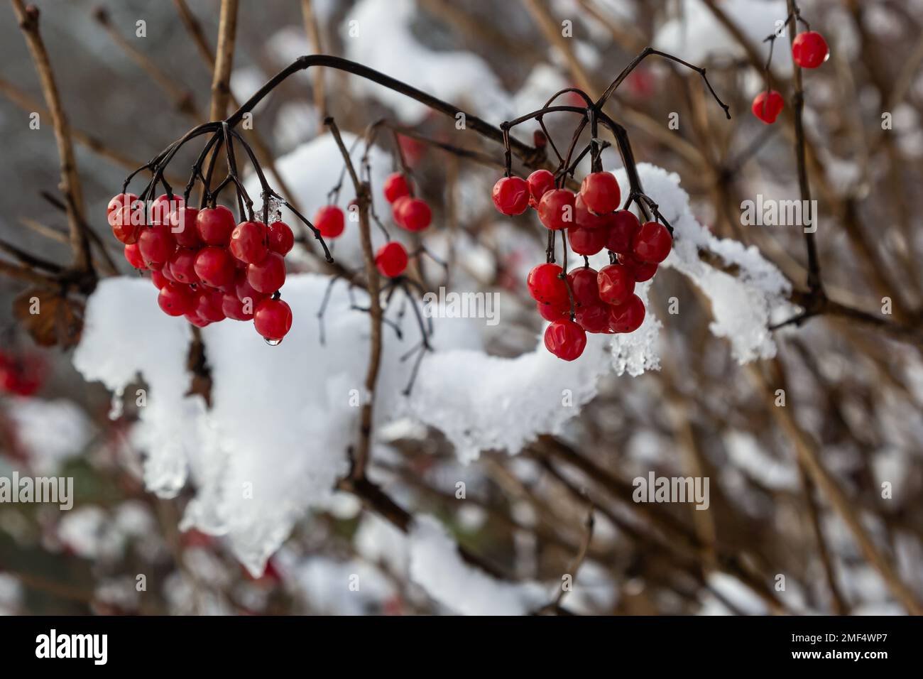 Snow-covered red viburnum berries on useful for the body on a frosty winter day. Stock Photo