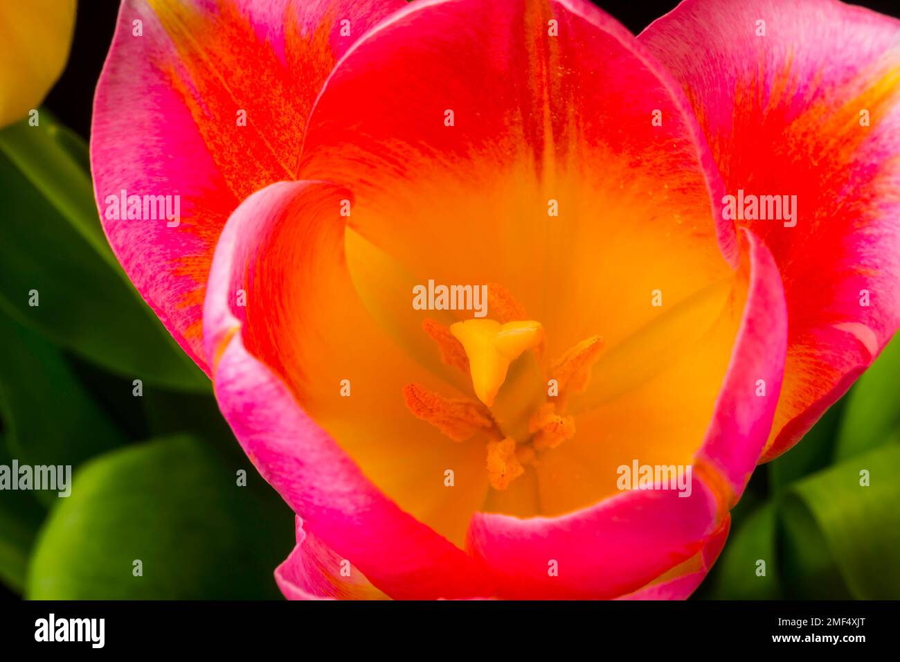 Inside Pink Yellow Tulip Stock Photo