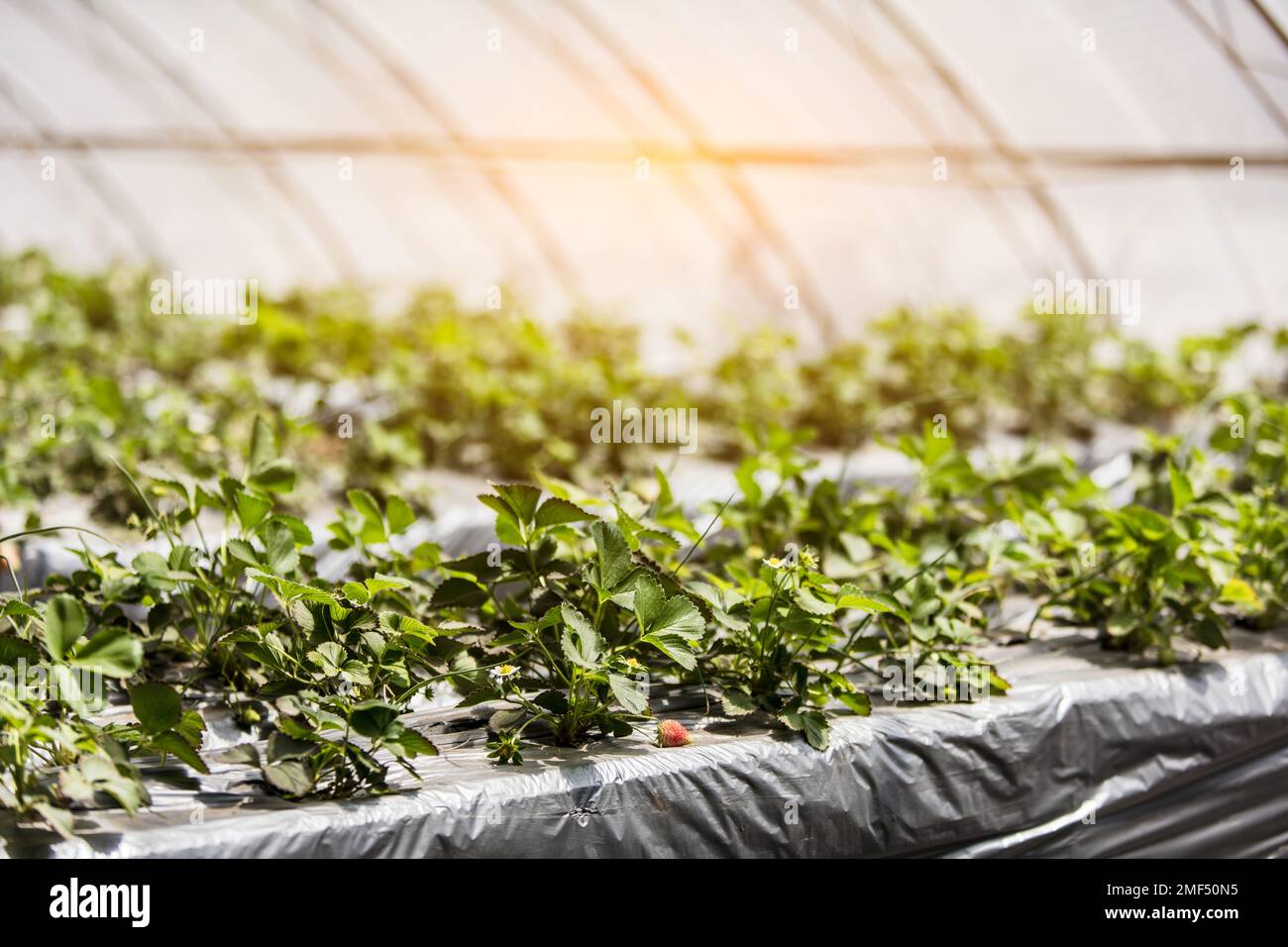 The strawberry plants planted in a sustainable greenhouse Stock Photo ...