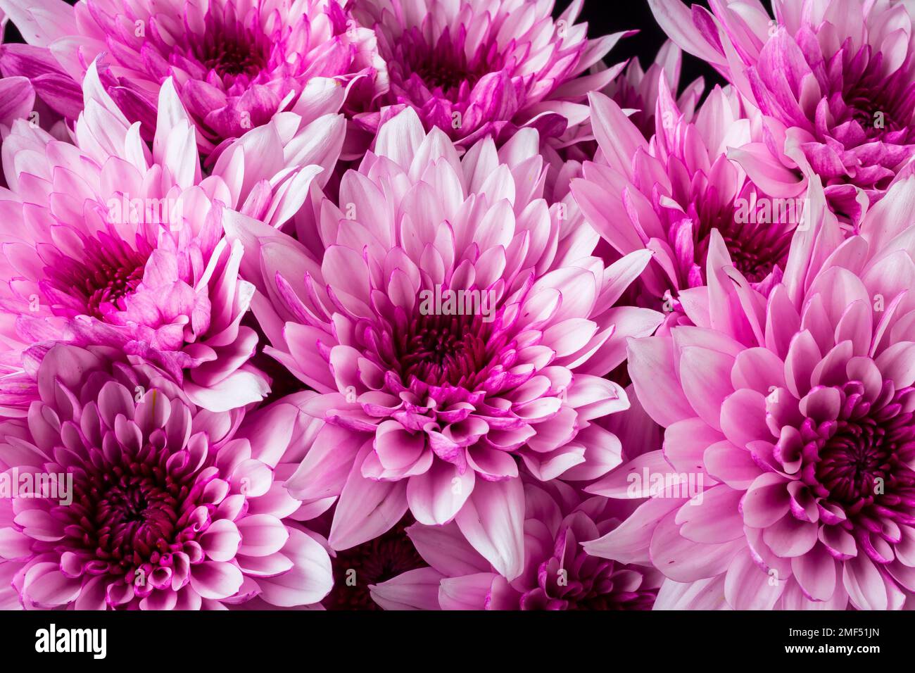 Very Pink Poms Stock Photo - Alamy