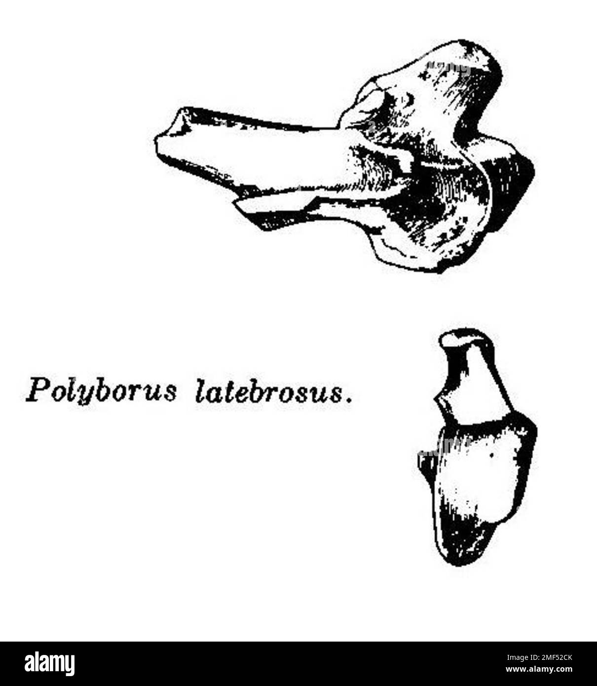 Caracara latebrosus holotype, possible senior synonym Stock Photo