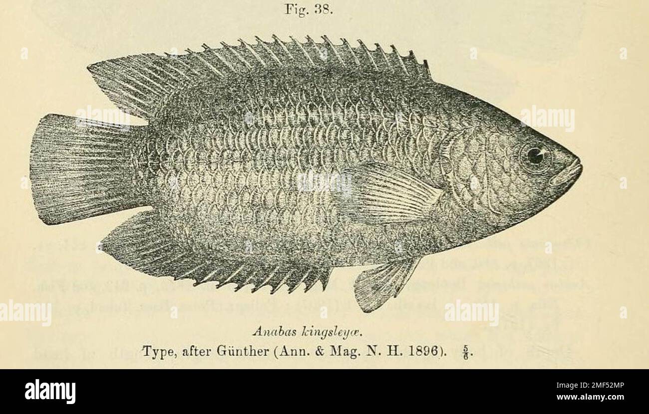 fish species Ctenopoma kingsleyae Stock Photo