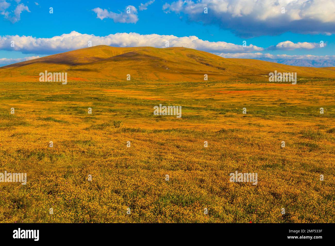 Goldfield Landscape Stock Photo