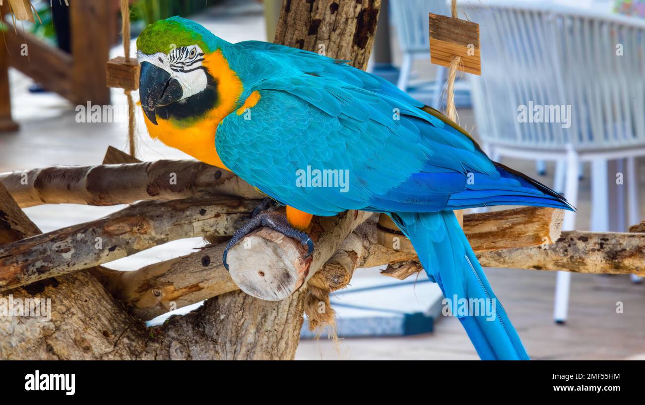macaw-parrots-in-the-dominican-republic-stock-photo-alamy