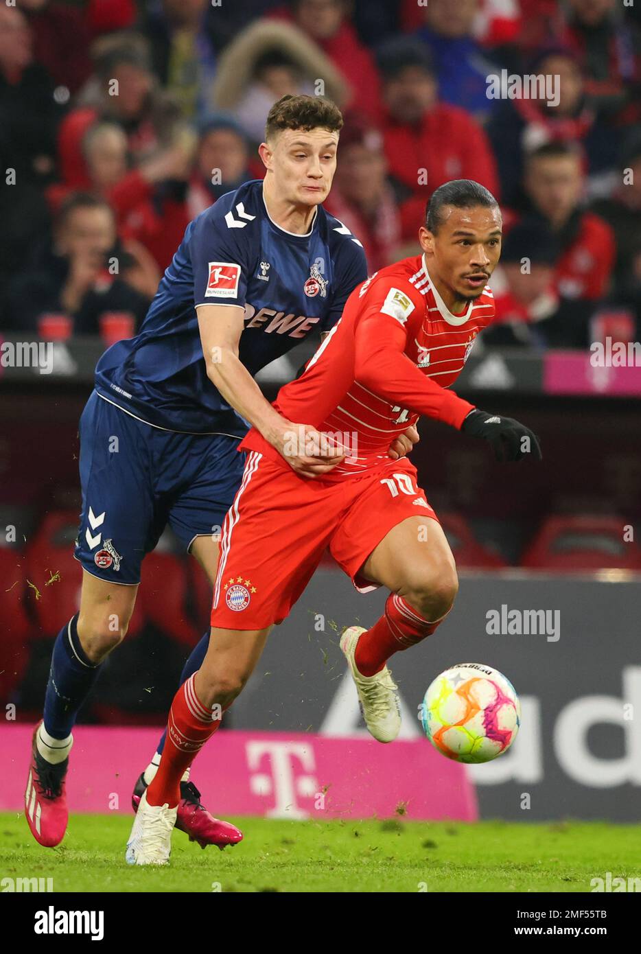 Munich, Germany. 24th Jan, 2023. MUNICH, GERMANY - JANUARY 24: Bundesliga  match between FC Bayern MŸnchen and 1. FC Kšln at Allianz Arena on January  24, 2023 in Munich, Germany. Leroy Sane