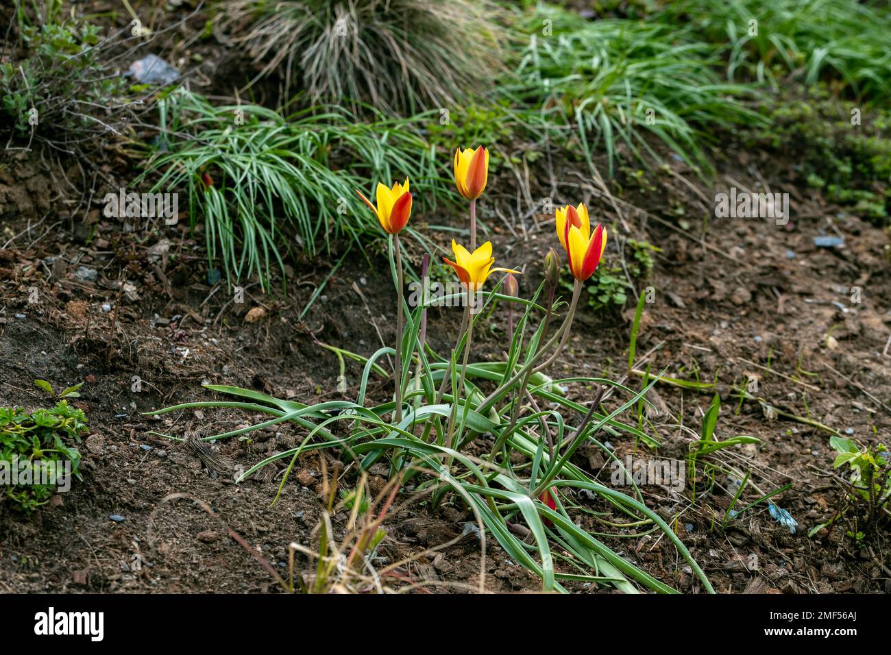 Miscellaneous tulips clusiana bloom in a garden in April Stock Photo