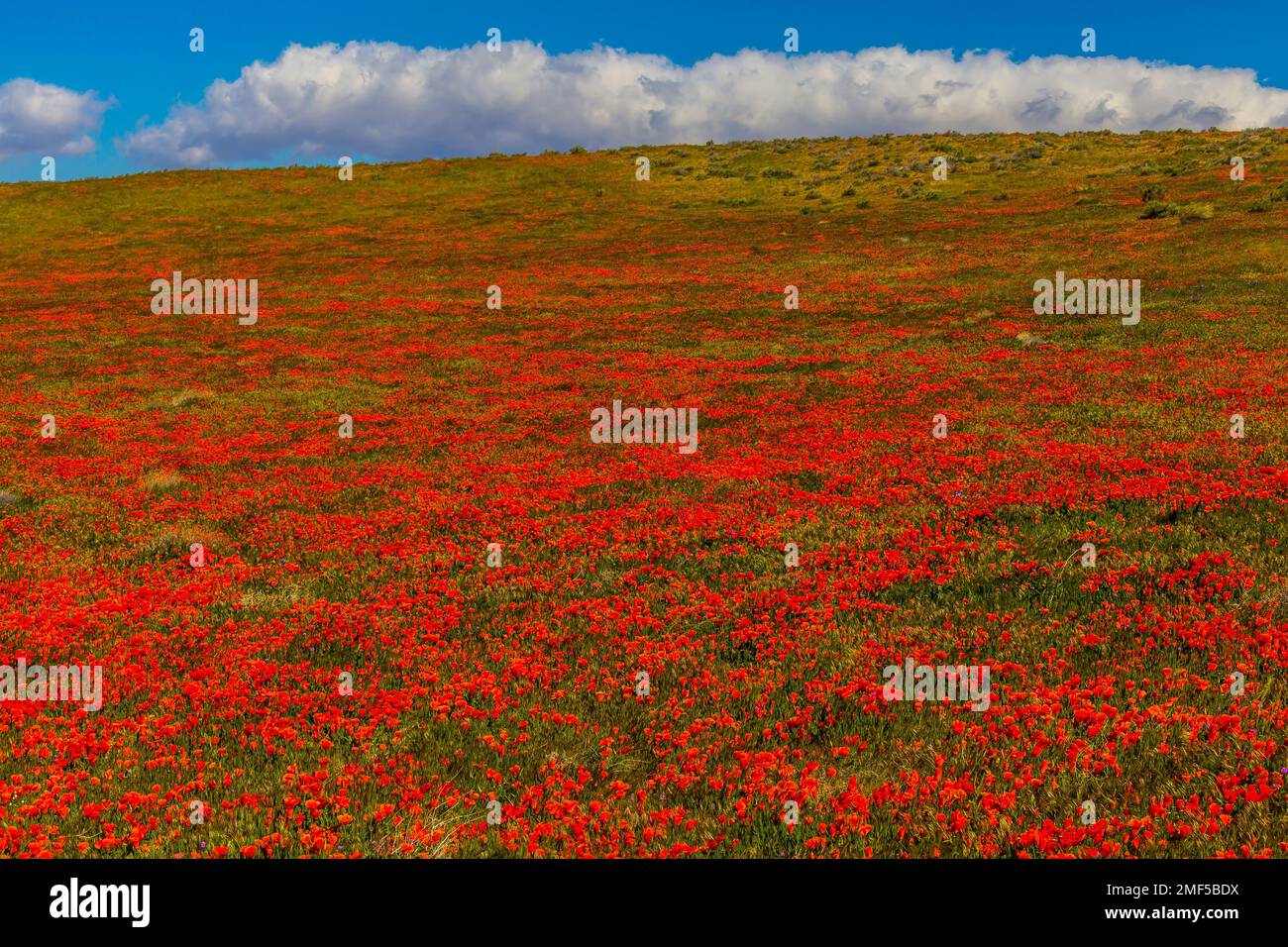Massive Poppy Field Stock Photo