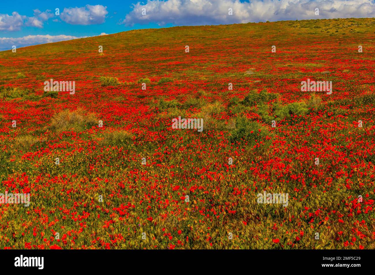 Lovely Hillside Poppies Stock Photo