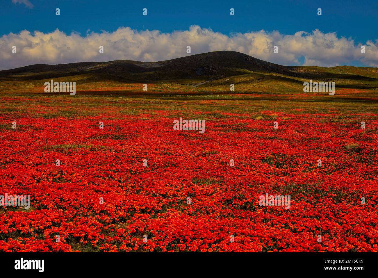 Endless Poppy Field Stock Photo