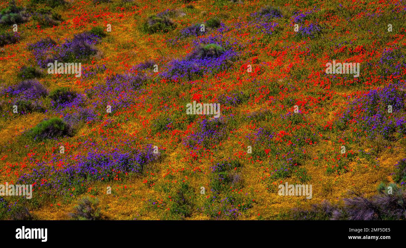 Poppy Landscape Stock Photo