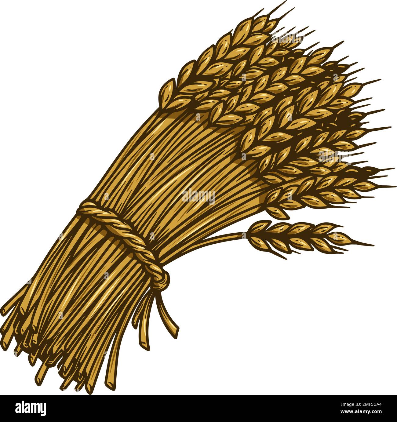 Illustration of wheat sheaf in engraving style. Design element for card ...