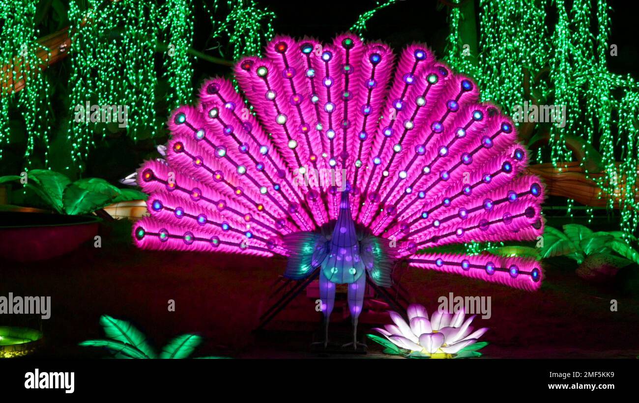 Los Angeles, California, USA 22nd January 2023 Peacock at Zoo Lights Aglow on Lunar New Year and