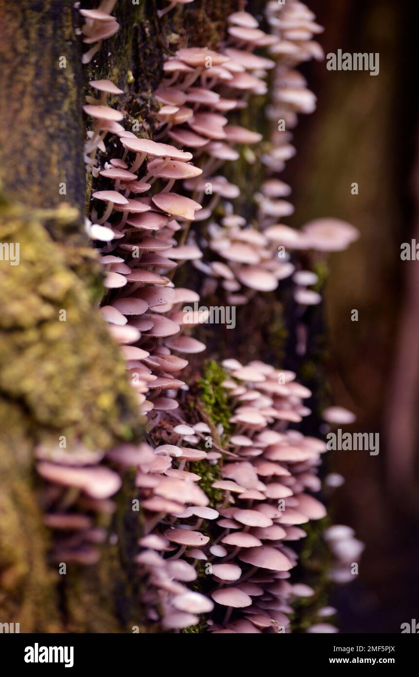 A vertical shot of fungi growing on a tree Stock Photo - Alamy