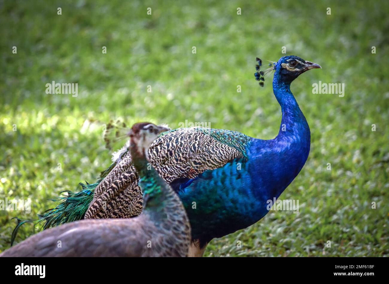 Two peafowls on a green meadow Stock Photo