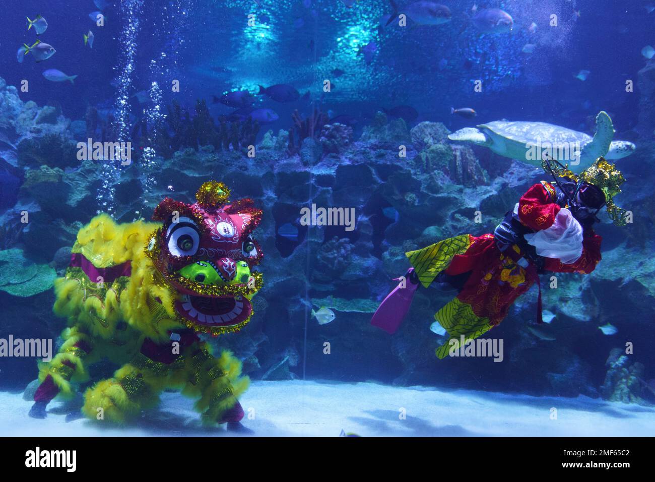 Divers perform an underwater lion dance at KLCC Aquaria during Chinese