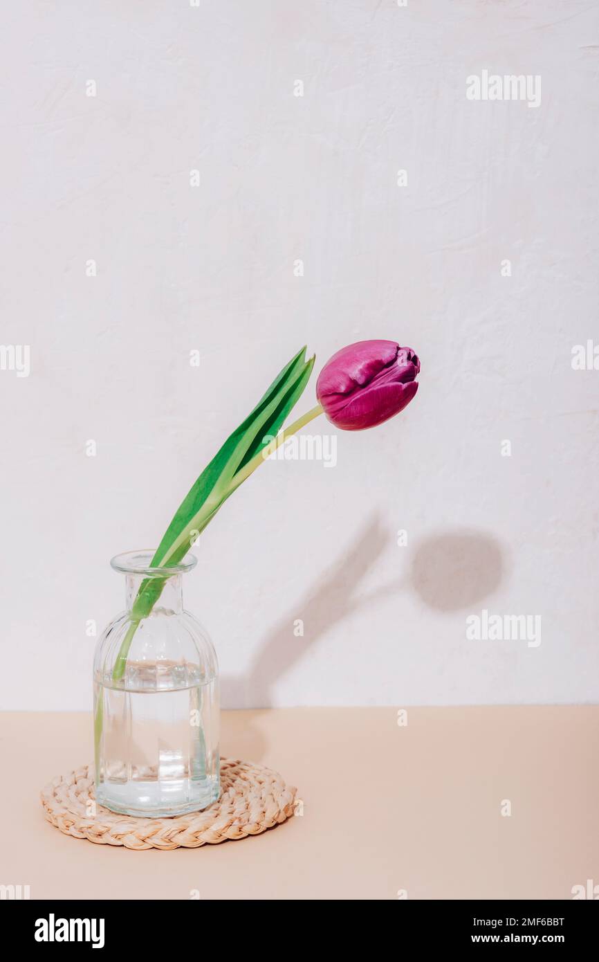 One tulip flower in a glass vase on a beige table against a white textured wall with a harsh shadow. Still life. Stock Photo