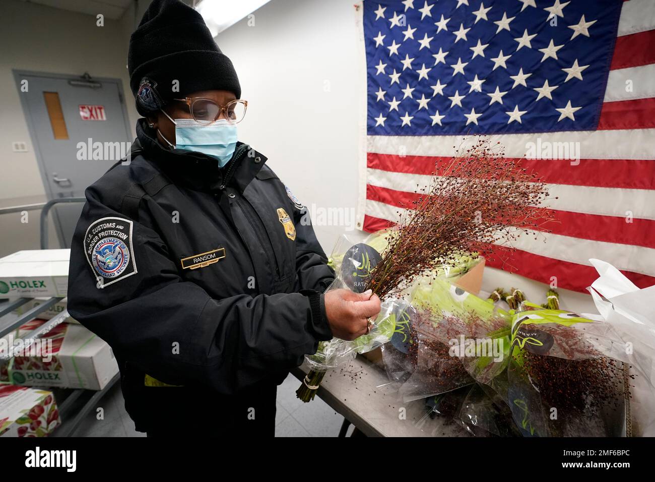 Customs and Border Protection agricultural specialist Keturah Ransom uses a fine-point  paint brush to collect a tiny insect she discovered in an imported  shipments of stem-cut flowers at John F. Kennedy International