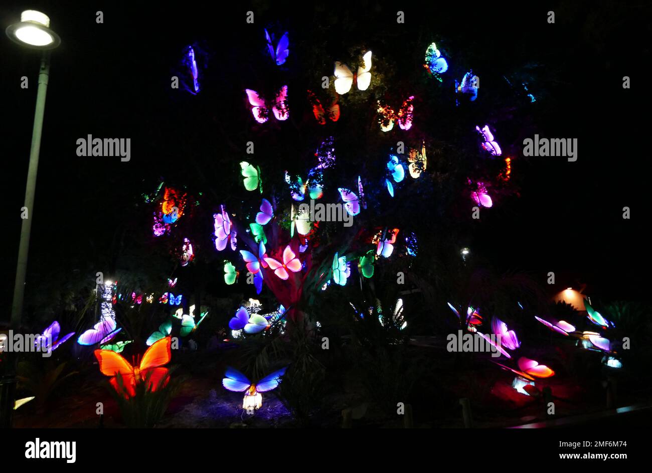 Los Angeles, California, USA 22nd January 2023 Butterflies at Zoo
