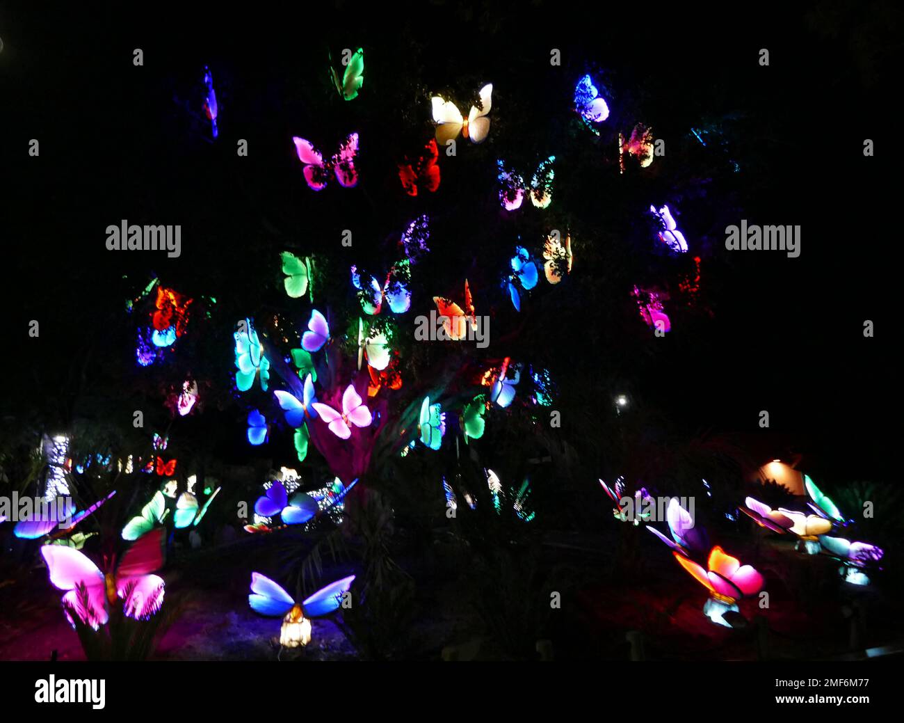 Los Angeles, California, USA 22nd January 2023 Butterflies at Zoo Lights Aglow on Lunar New Year