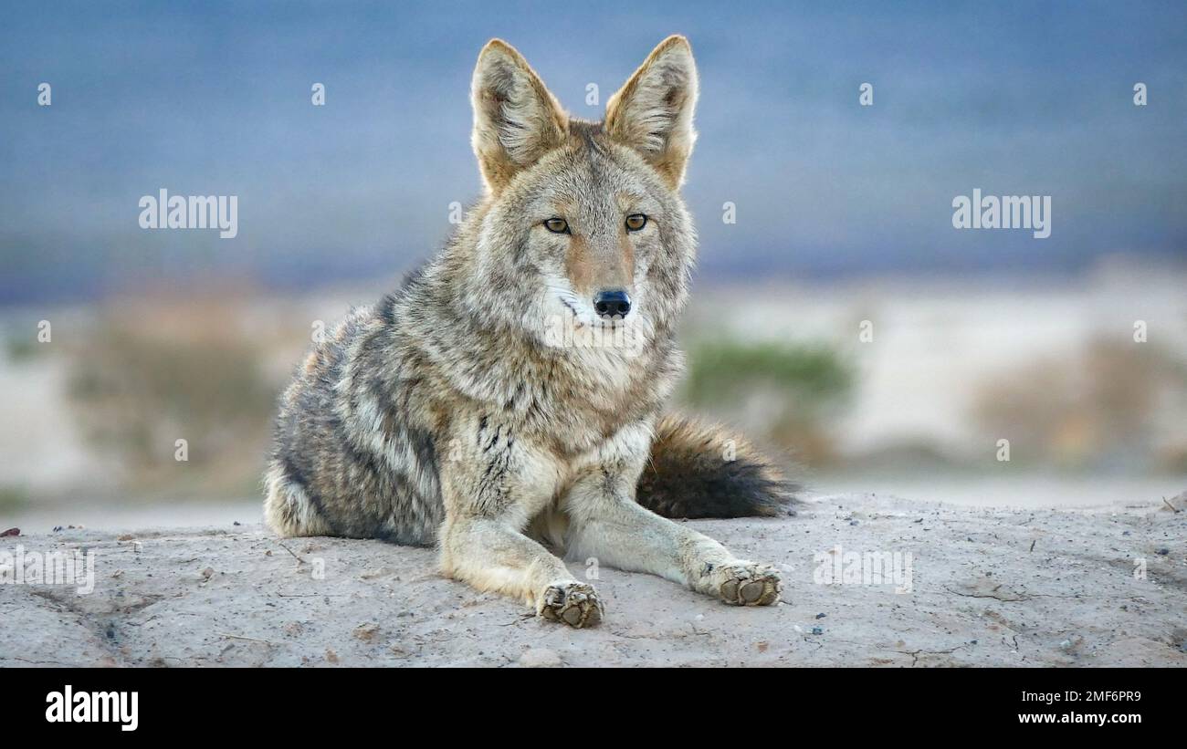 A Lone Coyote Sitting On A Rock In The Desert Stock Photo, Picture