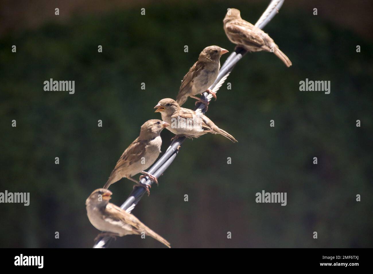 Birds on electric wire Stock Photo Alamy