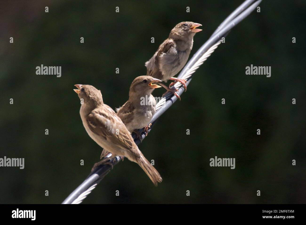 Birds on electric wire Stock Photo Alamy