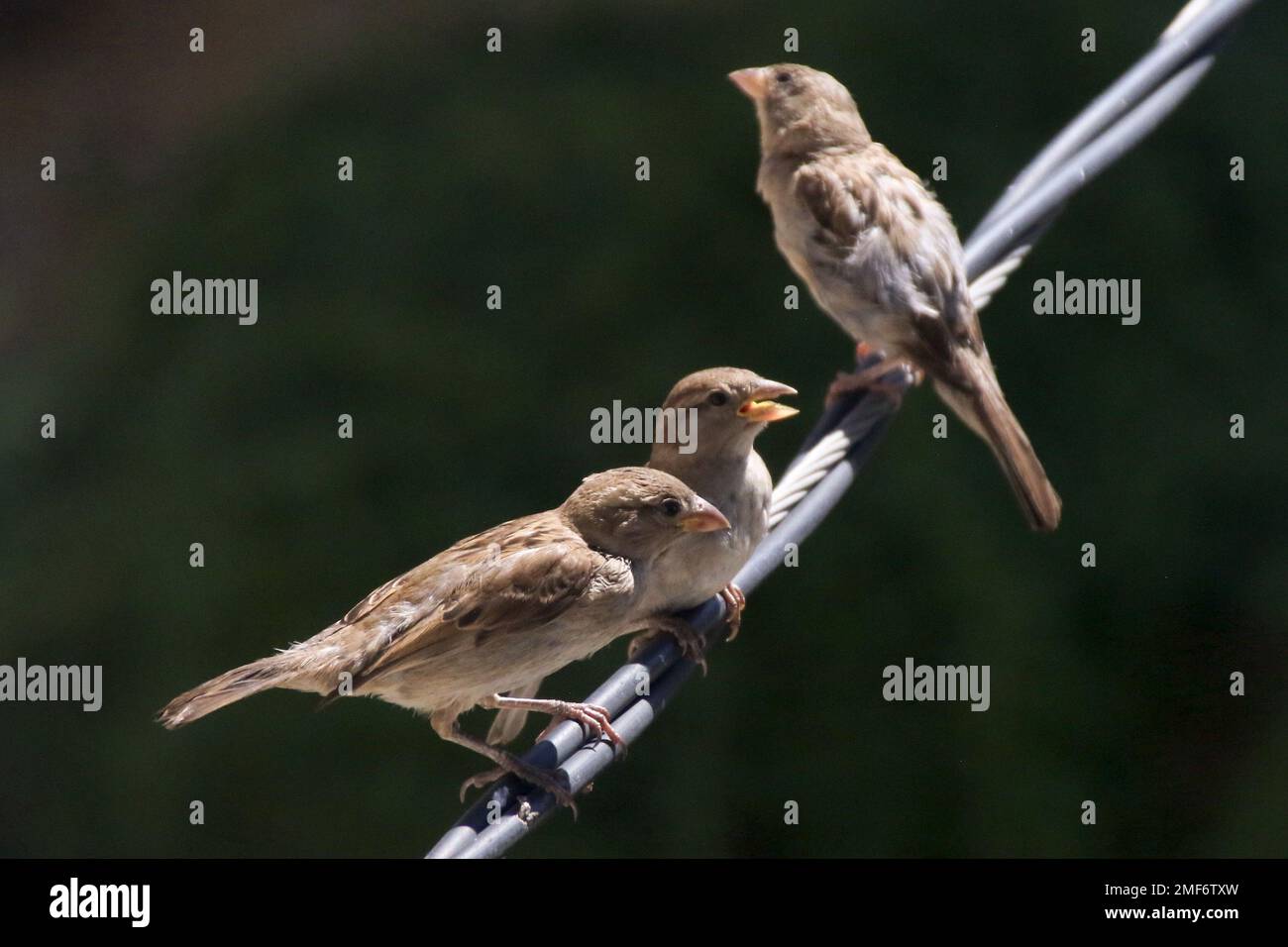 Birds on electric wire Stock Photo Alamy