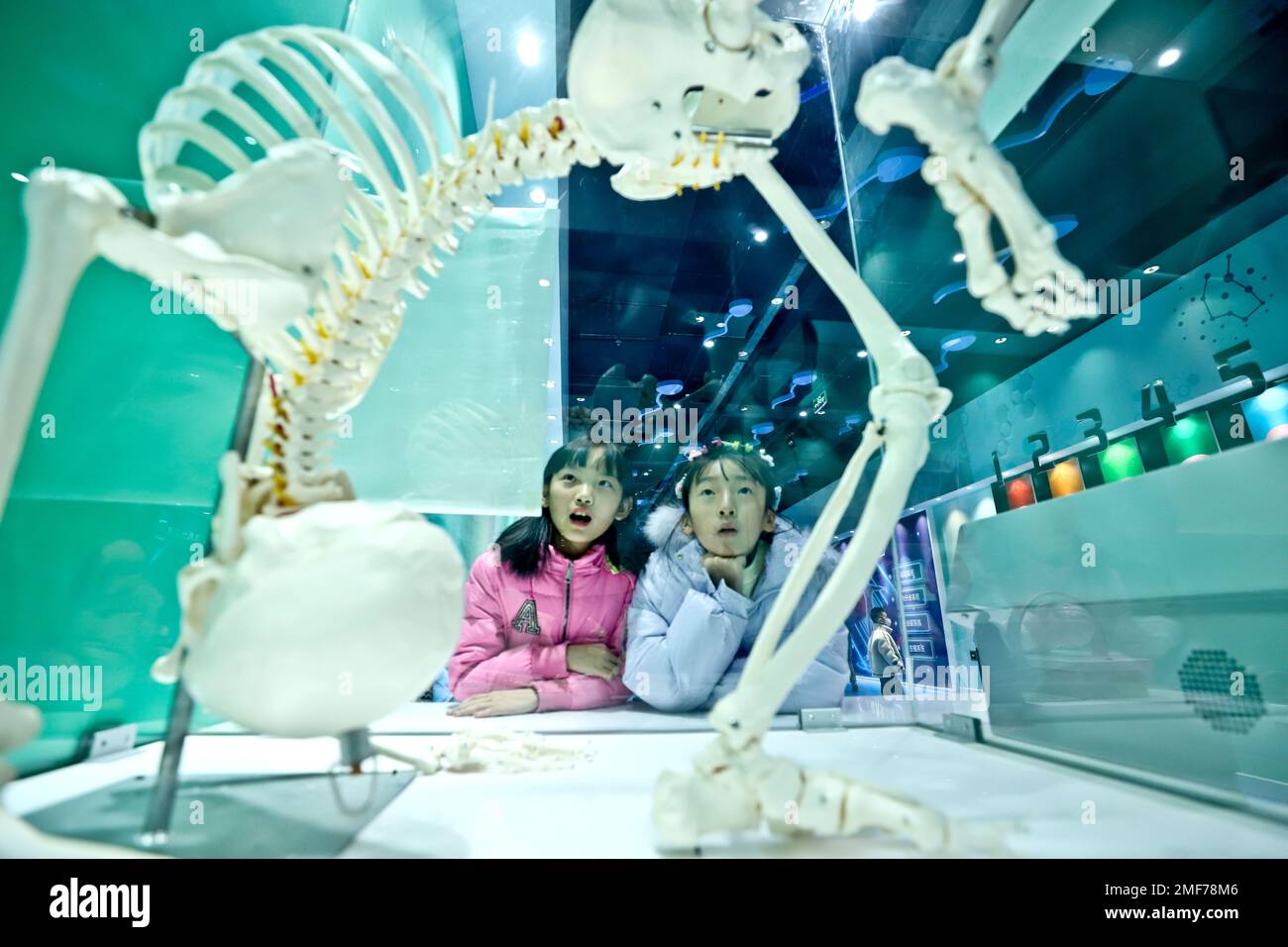 ZHANGYE, CHINA - JANUARY 24, 2023 - Children look at human bone specimens at Zhangye Science and Technology Museum in Linze county of Zhangye city, No Stock Photo