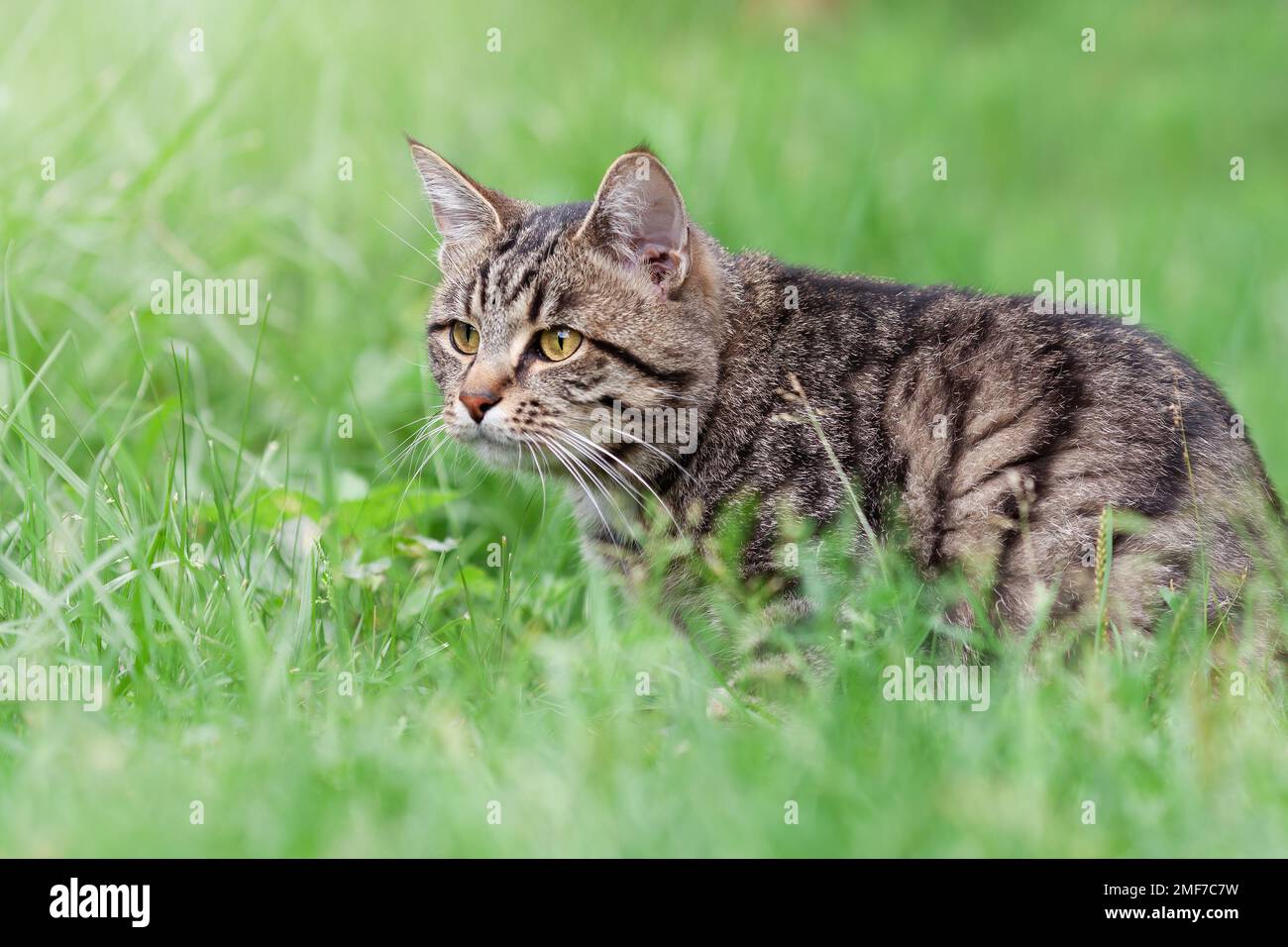 Tabby cat outdoors in nature hi-res stock photography and images - Alamy