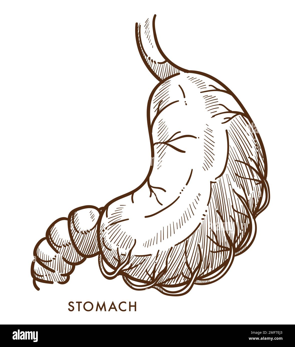 Stomach sketch icon Royalty Free Vector Image  VectorStock