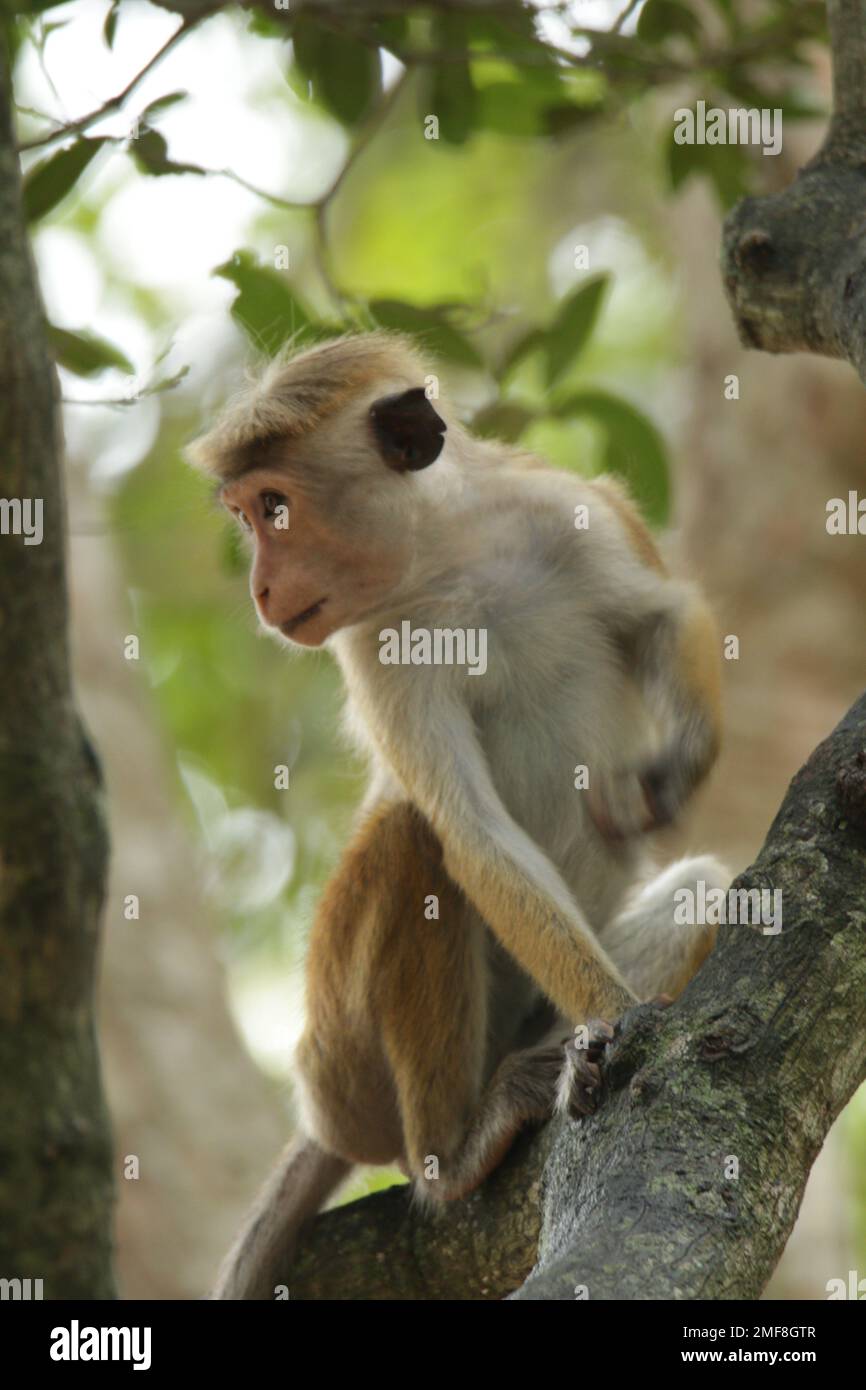 Monkeys and Grey Languor's in the forest. Sri Lanka Stock Photo - Alamy