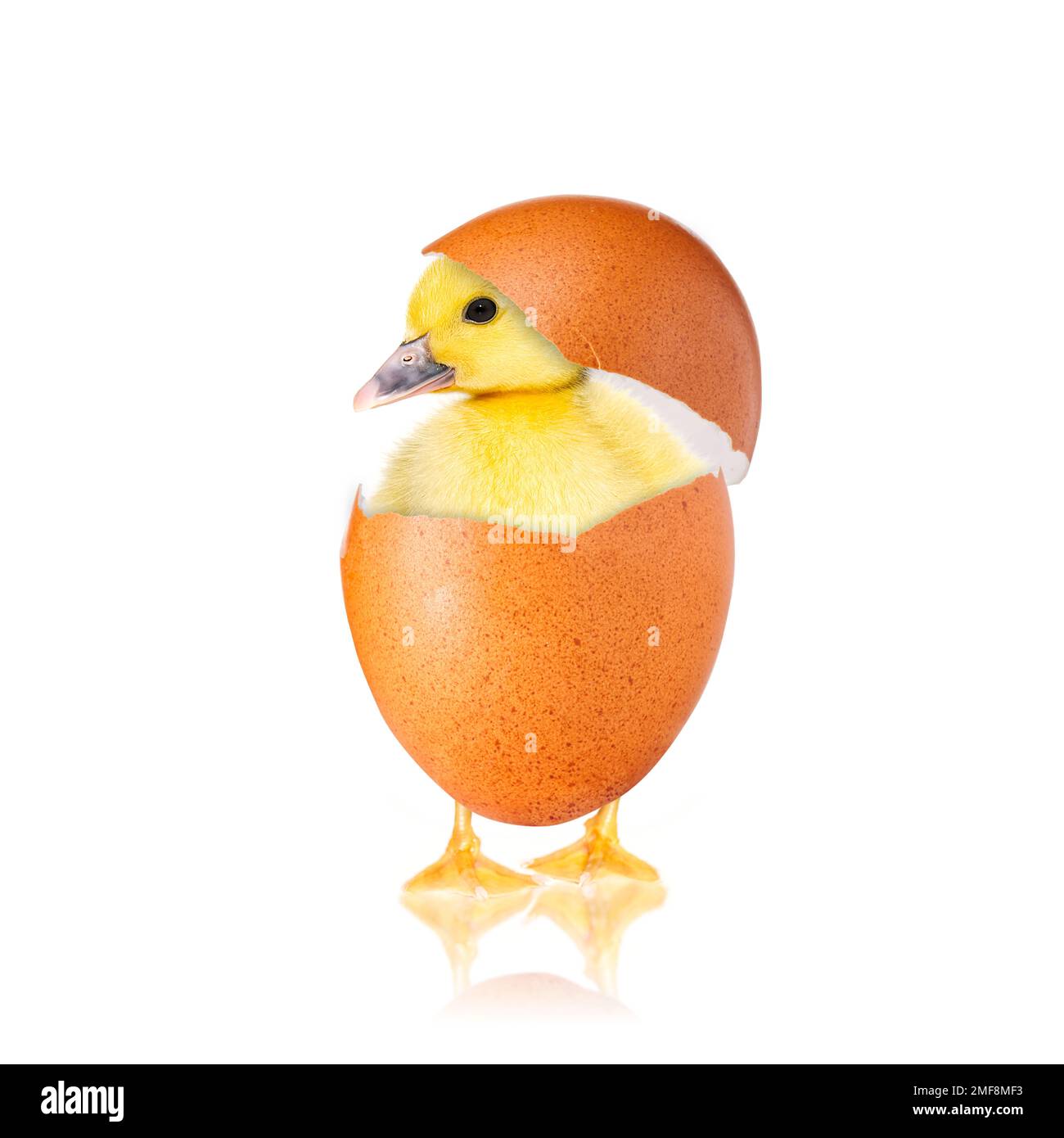 Newborn chick with broken egg shell. eggshell and newborn duckling. Stock Photo