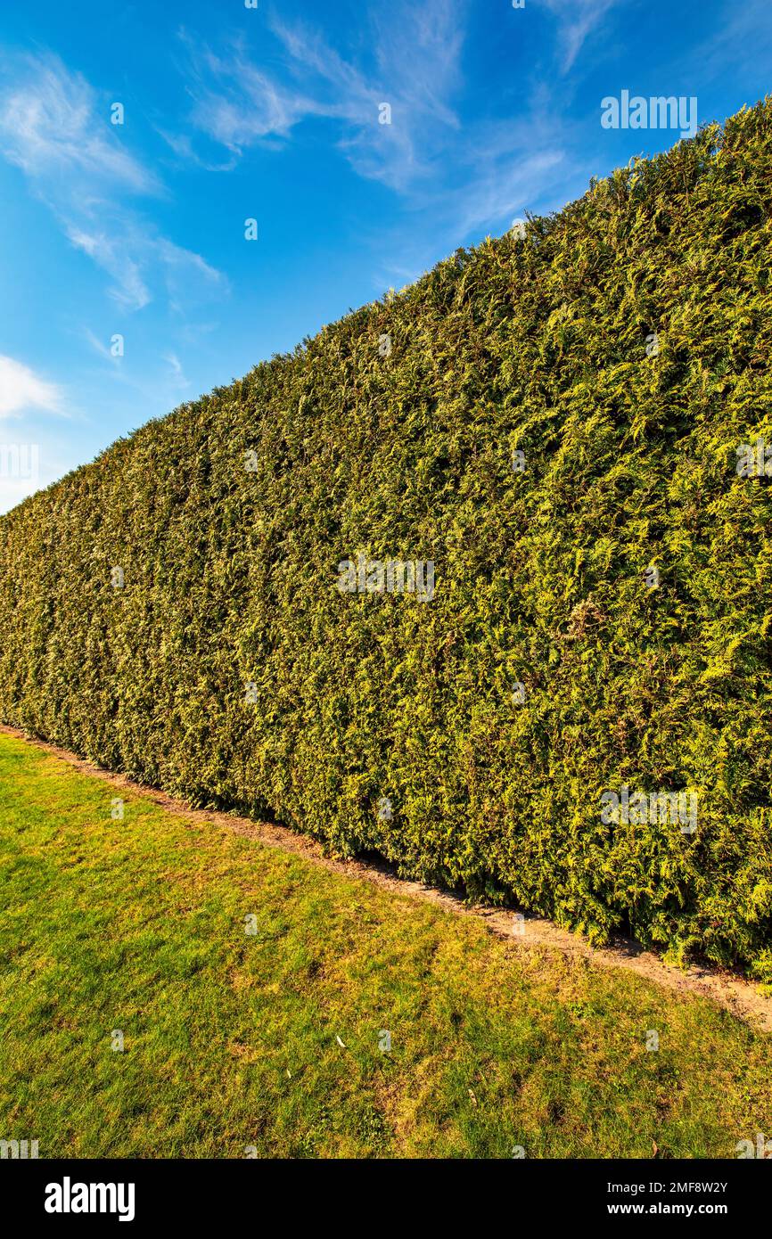 Thuja hedge. The use of evergreen plants in landscape design. A wonderful warm autumn day. Stock Photo