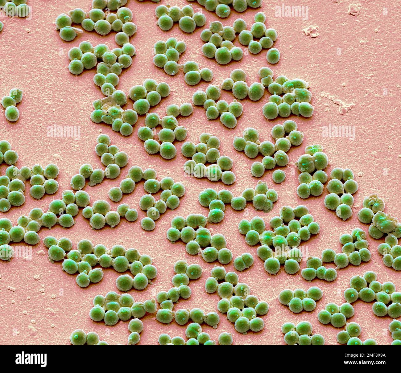 Group A Streptococcus bacteria, SEM Stock Photo - Alamy