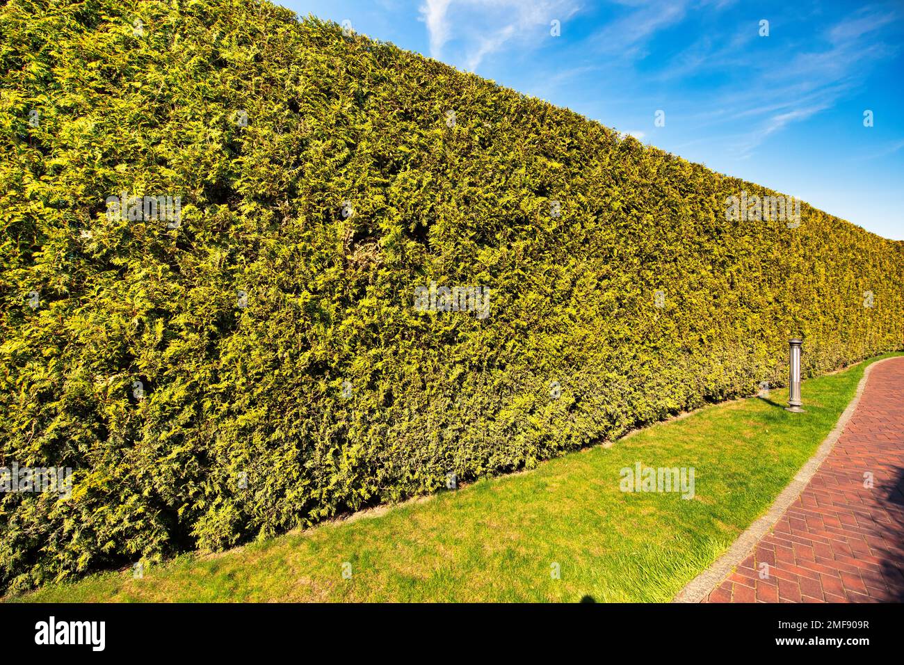 Thuja hedge. The use of evergreen plants in landscape design. A wonderful warm autumn day. Stock Photo
