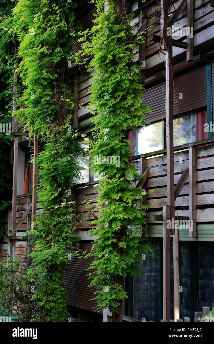 Villa des vignoles, Eden Bio a sustainable public housing project by  French architect Edouard François in 20eme arrondissement. Paris France Stock Photo