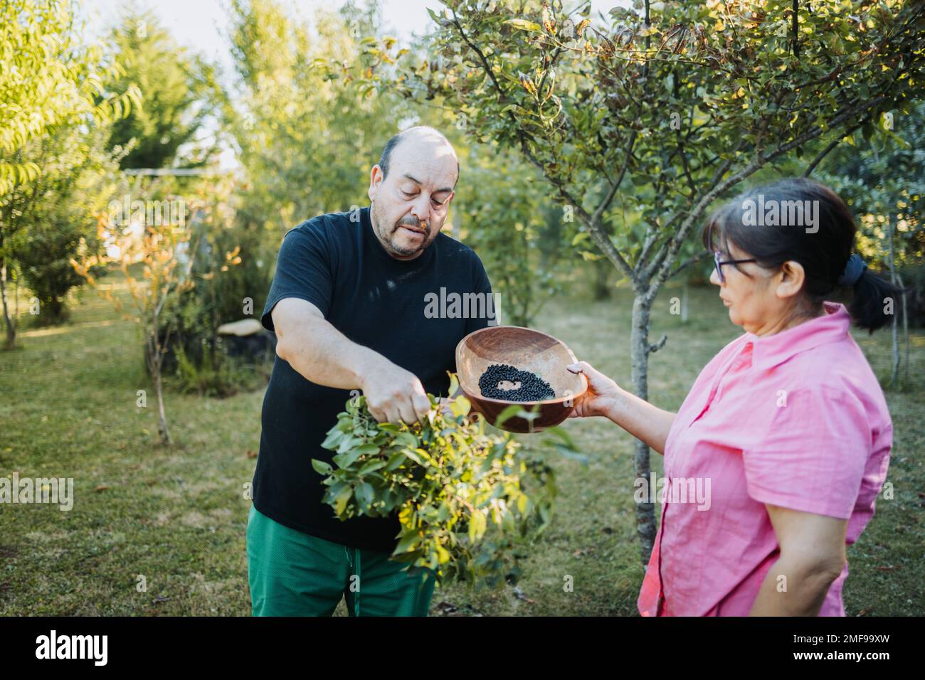 Mapuche couple picking superfood maqui berry into wooden tray. Aristotelia chilensis Stock Photo
