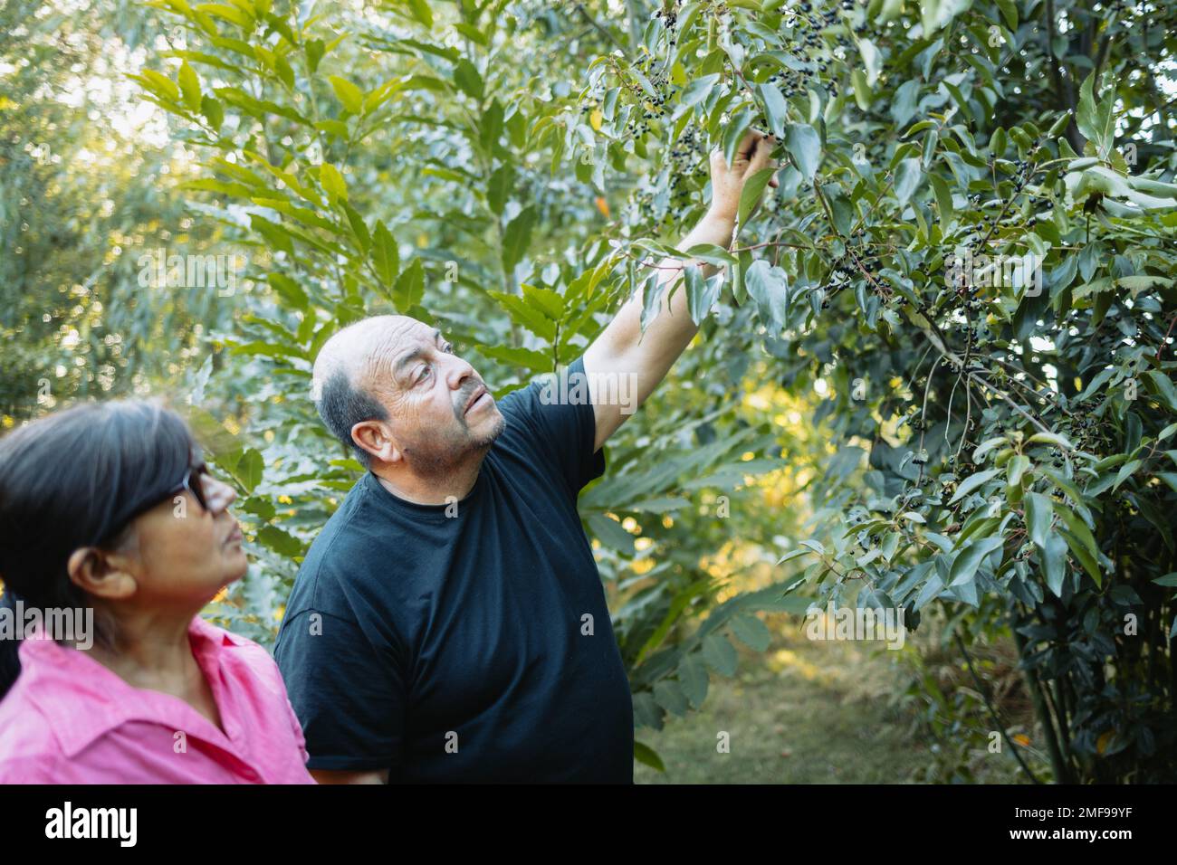 Mapuche couple picking superfood maqui berry into wooden tray. Aristotelia chilensis Stock Photo