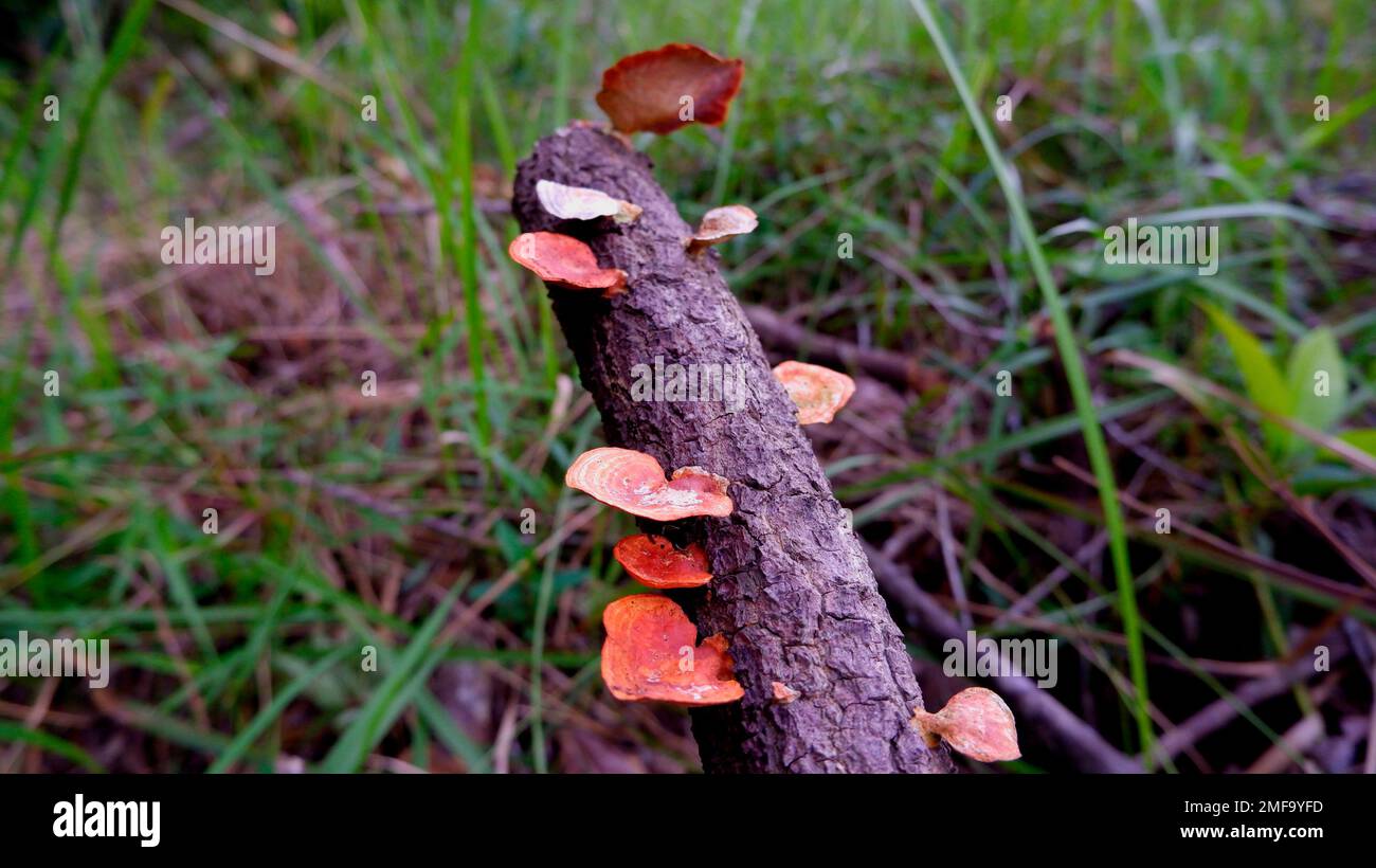 An orangecolored poisonous mushroom grows on the ends of dead tree branches Stock Photo Alamy