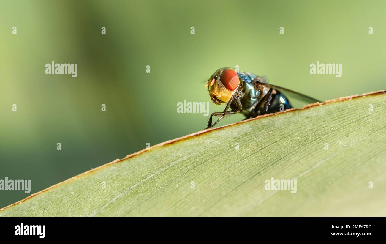 A Fly on green leaf and nature blurred background, Common housefly, macro photo, Colorful insect, Selective focus. Stock Photo