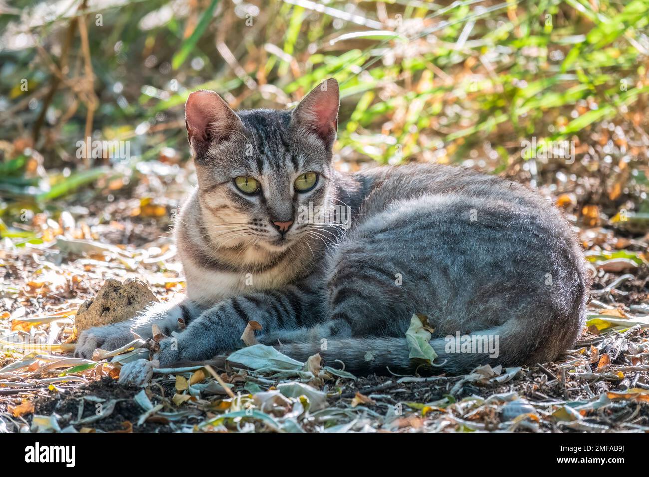 A beautiful fluffy gray cat sits on a green lawn in the sunset light ...