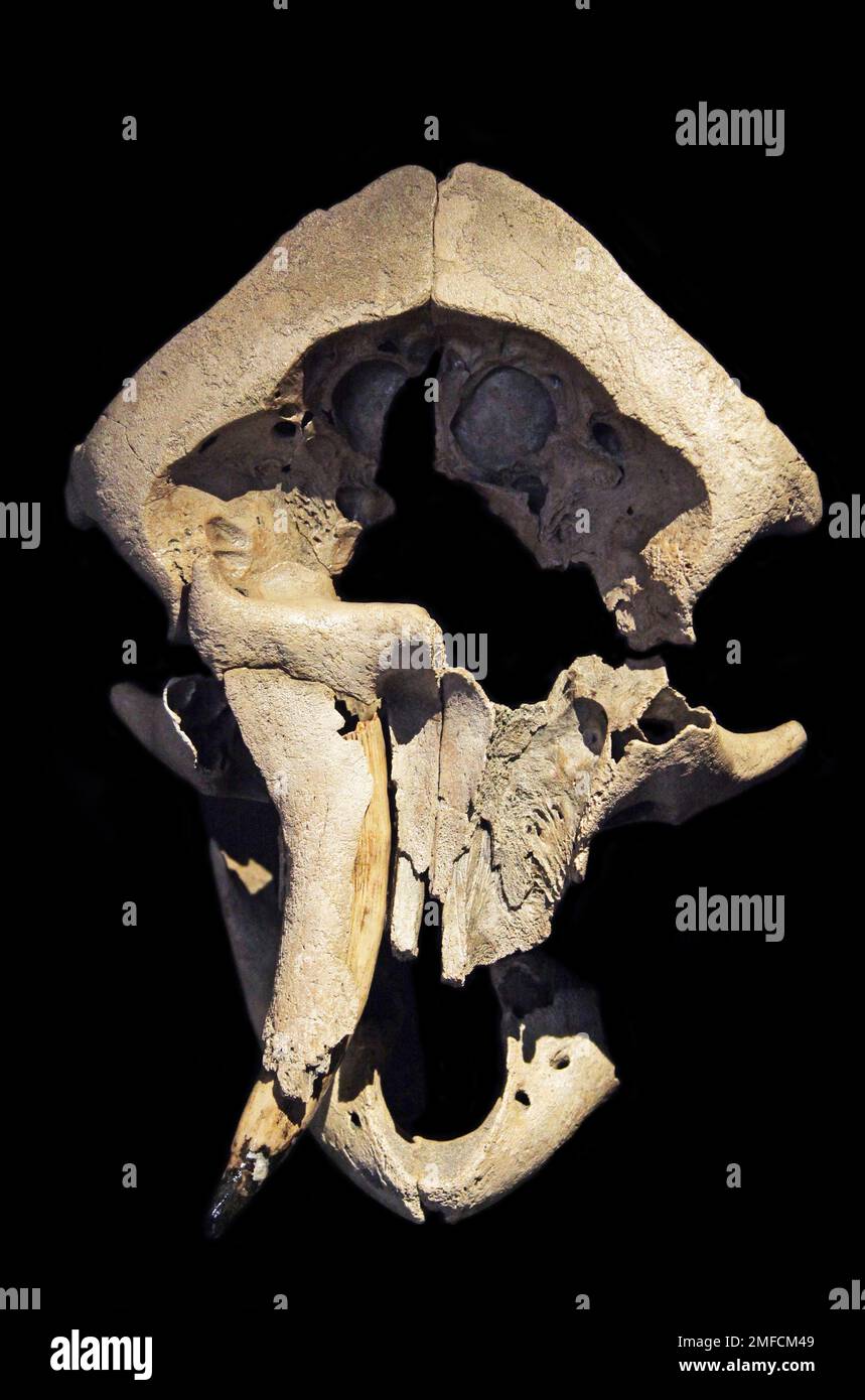Skull of a Baby Mammoth.Woolly mammoth.Mammuthus primigenius.Extinct species of mammoth from the Pleistocene.Extinct in the Holocene epoch. Stock Photo