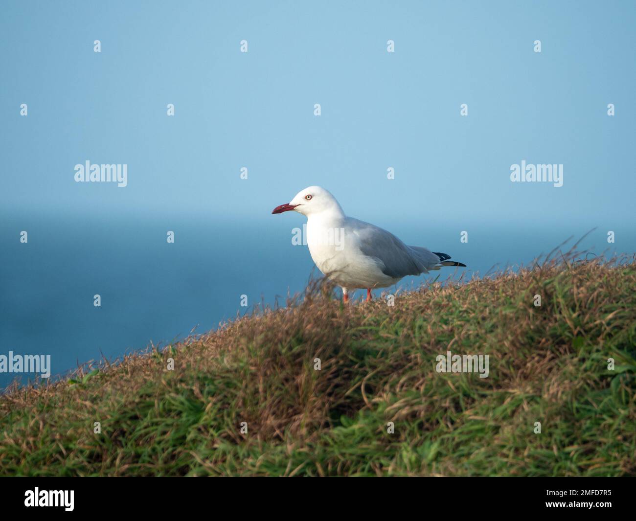 Birds, an Australian Silver Gull Seagull standing on the grassy headland looking out to sea, Horizon and pale blue sky, Australia Stock Photo