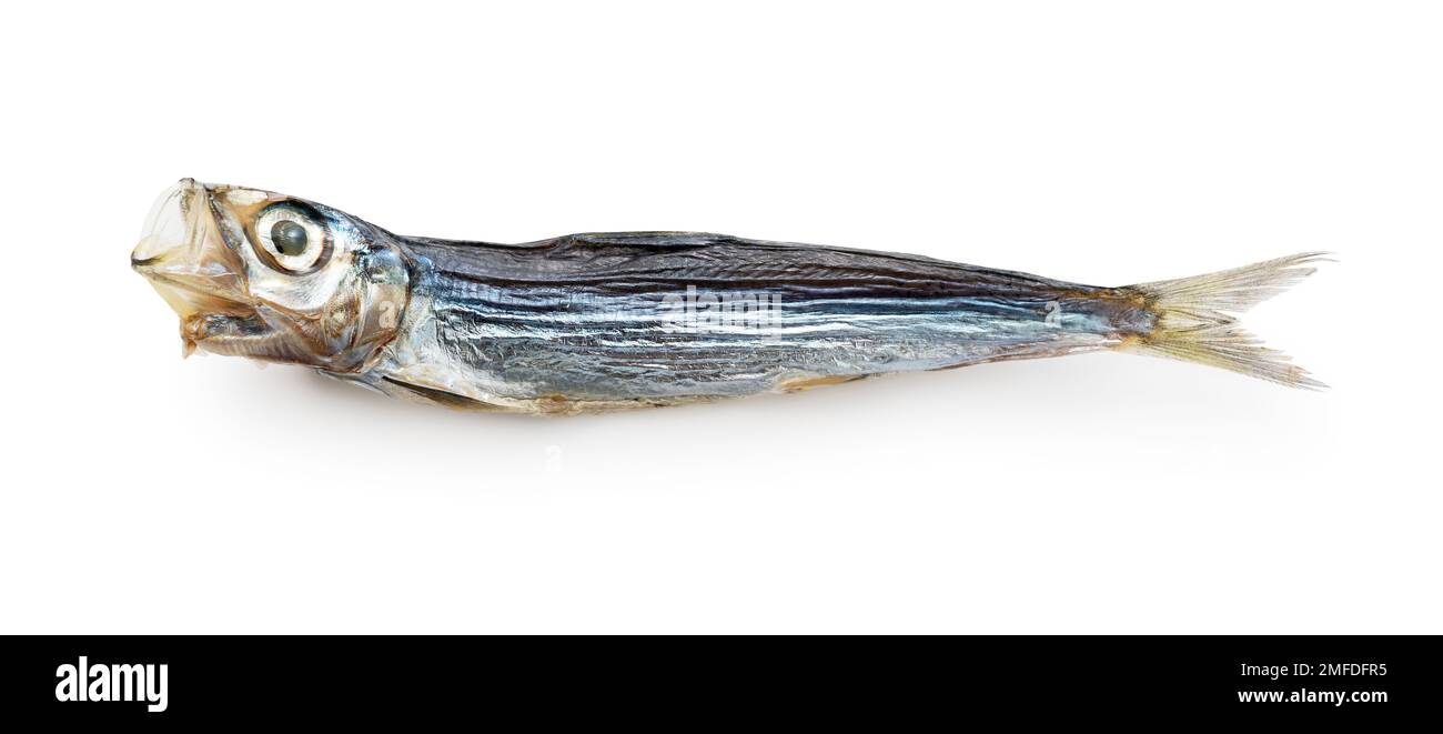 A umewashi (Japanese sardine) placed on a white background. Japanese